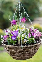 March hanging basket planted with Chionodoxa forbesii 'Pink Beauty', Crocus 'Ruby Giant', Iris reticulata 'J S Dijt', Anemone blanda, Erica x darleyensis 'Bert' and violas.