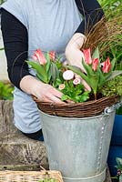 Planting an April Hanging Basket. Step 6: plant Bellis perennis between Tulipa 'Pinocchio'.