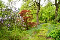 Woodland garden featuring Rhododendron augustinii, Acer and bluebells by mossy path