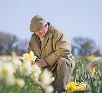 Ron Scamp in the bulb field picking narcissi. R. A. Scamp, Quality Daffodils, Cornwall