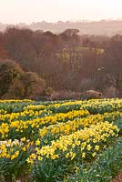 Daffodils growing in the trial field. R. A. Scamp, Quality Daffodils, Cornwall