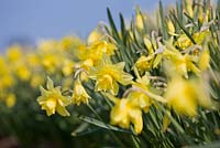 Narcissus 'Sulphur Phoenix'. R. A. Scamp, Quality Daffodils, Cornwall
