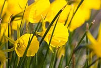 Narcissus 'Classic Gold'. R. A. Scamp, Quality Daffodils, Cornwall
