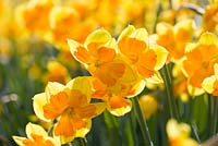 Narcissus 'Boslowick'. R. A. Scamp, Quality Daffodils, Cornwall
