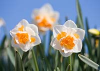 Narcissus 'Peach Prince'