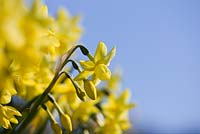 Narcissus 'Churchfield Bells'.  R. A. Scamp, Quality Daffodils, Cornwall
