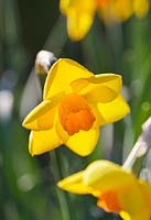 Narcissus 'Loch Levan'
