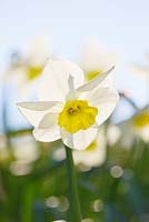 Narcissus 'Newcomer'. Credit: R. A. Scamp, Quality Daffodils, Cornwall