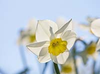 Narcissus 'Newcomer'. Credit: R. A. Scamp, Quality Daffodils, Cornwall