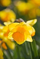 Narcissus 'Uncle Duncan'. Credit: R. A. Scamp, Quality Daffodils, Cornwall