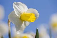 Narcissus 'Creed'. Credit: R. A. Scamp, Quality Daffodils, Cornwall