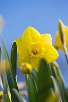 Narcissus 'Zekiah'. Credit: R. A. Scamp, Quality Daffodils, Cornwall