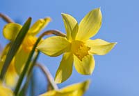 Narcissus 'Yellow Williams'. Credit: R. A. Scamp, Quality Daffodils, Cornwall
