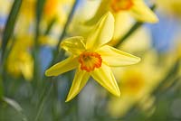 Narcissus 'Baths Flame'. Credit: R. A. Scamp, Quality Daffodils, Cornwall