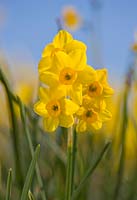 Narcissus 'Kokopelli'. Credit: R. A. Scamp, Quality Daffodils, Cornwall
