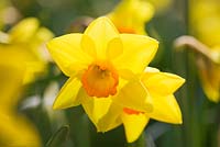 Narcissus 'Cape Cornwall'. Credit: R. A. Scamp, Quality Daffodils, Cornwall