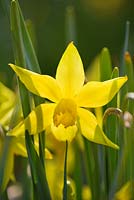 Narcissus 'Elegance'. Credit: R. A. Scamp, Quality Daffodils, Cornwall