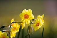 Narcissus 'Dan du Plessis'. Credit: R. A. Scamp, Quality Daffodils, Cornwall