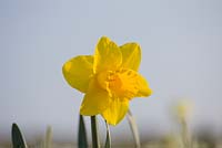 Narcissus 'Welsh Warrior'. Credit: R. A. Scamp, Quality Daffodils, Cornwall