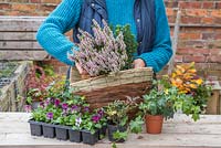 Planting Calluna vulgaris 'Michelle' in hanging basket