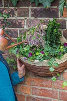 Watering freshly planted hanging basket containing Calluna vulgaris 'Michelle', Euonymus japonicus, Hedera helix, Variegated Holly and Viola