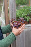 Woman carrying Aeonium arboreum shoot cuttings into a greenhouse