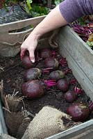 Step-by-step. Storing root vegetable beetroot in a box. Place beetroot onto a bed of used compost 