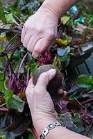 Step-by-step. Storing root vegetable beetroot in a box. Twist off foliage