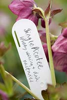 Helleborus 'Harvington Picotee' with white identification label 