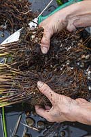Using your hands carefully ease apart the plant to create two equal halves, Juncus inflexus - Hard Rush