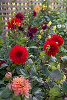 Overview of the Dahlia borders planted in raised beds constructed from WoodBlocX. Dahlia 'Garden Wonder', Dahlia 'Orange Fubuki'
