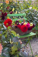 A trug of fresh cut flowers sat on a chair within the Dahlia borders. Dahlia 'Garden Wonder'