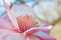 Magnolia campbellii - 'Charles Raffill'