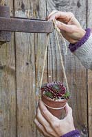 Attach the potted Sempervivums to the cast iron wheel, keeping them equally spaced apart