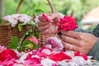 Woman carefully removing the petals from the rose heads