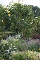Hardy Geraniums, Leucanthemum vulgare - Oxeye daisies, Nepeta - catmint and Rosa - 'Maigold' climbing rose growing over metal arches. The Garden House, Ashley, June