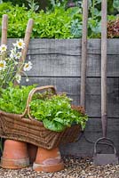 Woven basket containing harvest of Lettuce 'Little Gem' and 'Lollo Rossa' - Lactuca sativa, with hoe and rake