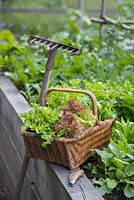 Woven basket containing harvest of Lettuce 'Little Gem' and 'Lollo Rossa' - Lactuca sativa, with rake