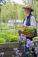 Woman walking through vegetable patch with basket of harvested vegetables