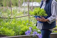 Woman walking through vegetable patch with blue colander of harvested Lettuce