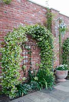 Trachelospermum jasminoides trained over an arch with white Agapanthus and Hebe growing underneath