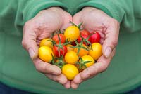 Woman holding bunch of Lycopersicon lycopersicum 'Jelly Bean Red and Yellow' - tomatoes  