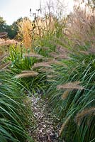 Path through grass borders in October. Miscanthus sinensis, Pennisetum viridescens,  Pennisetum alopecuroides Hameln. Buitenhof garden