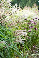 Miscanthus sinensis 'Yaku Jima' Dwarf Maiden grass, Verbena bonariense. Madelien van Hasselt.