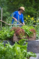 A trug containing a variety of harvested Lettuces, woman working in vegetable bed behind