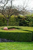 Buxus sempervirens - Box hedge