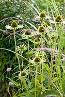 Echinacea 'Green Jewel' with Sorgastrum nutans