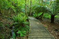 Wooden decking walkway through the woodland. Tremenheere Sculpture Gardens, Cornwall 