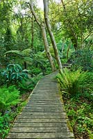 Wooden decking walkway through woodland 