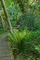 Wooden decking walkway through the woodland  